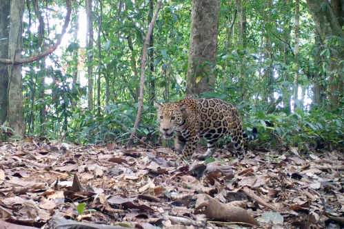 Jaguar 2