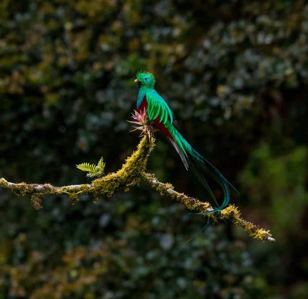 Le Quetzal Au Costa Rica Un Drôle Doiseau