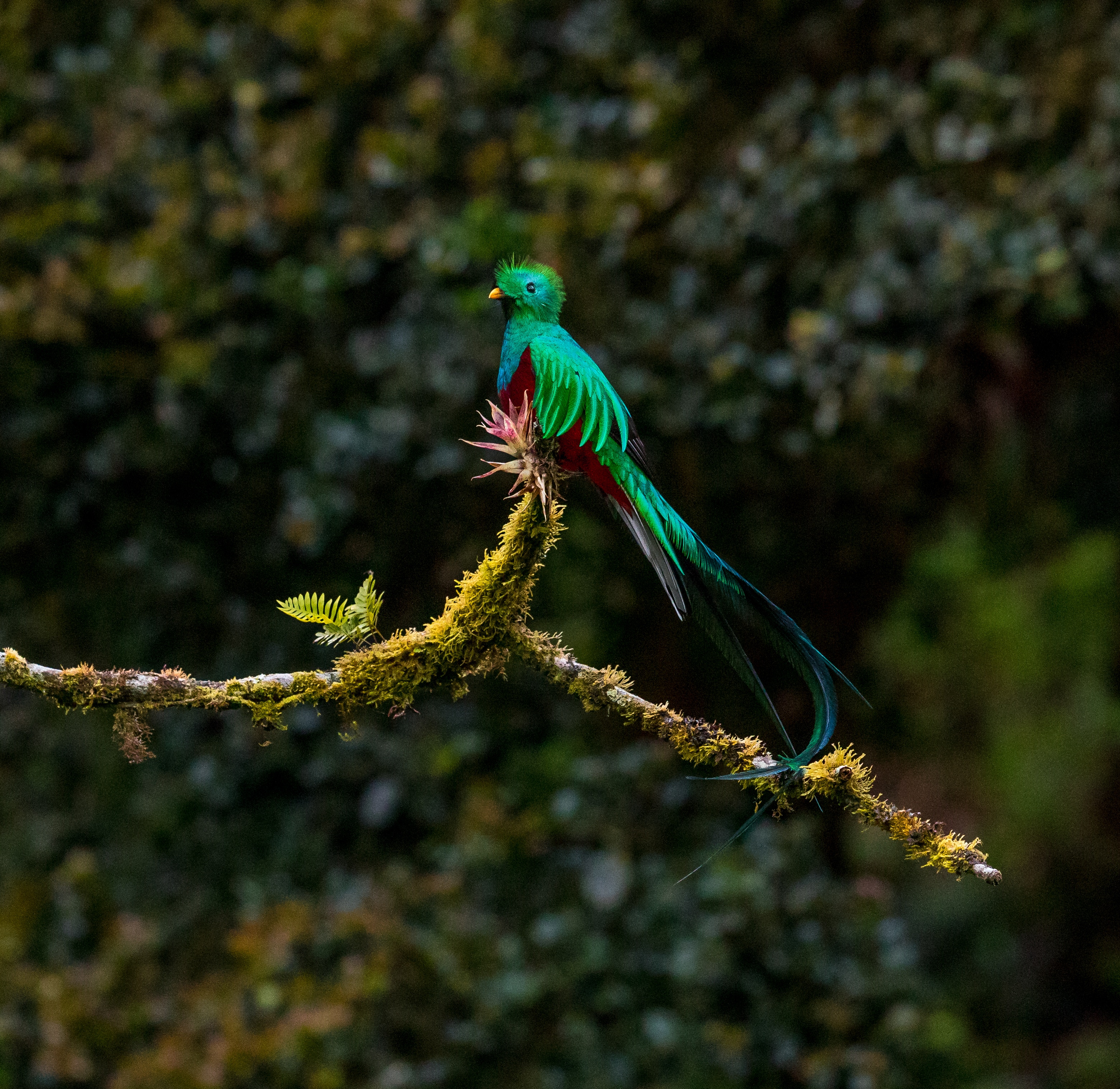 Les Oiseaux Du Costa Rica