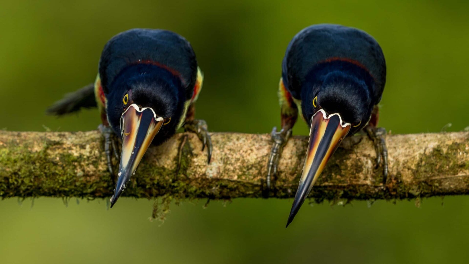 Images Gratuites : oiseau, aile, le bec, bleu, ornithologie, des