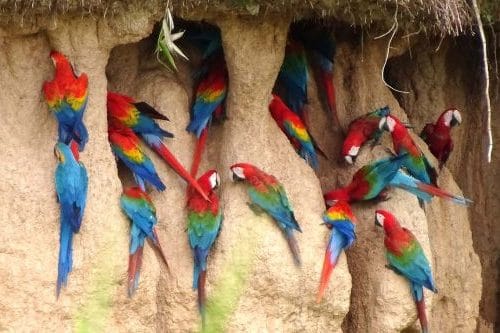 perroquets sur la falaise d'argile au Perou 