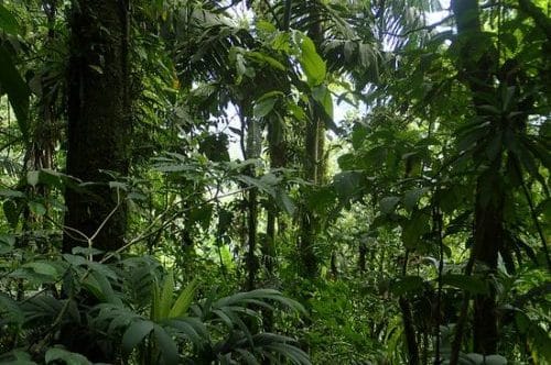 Image de jungle