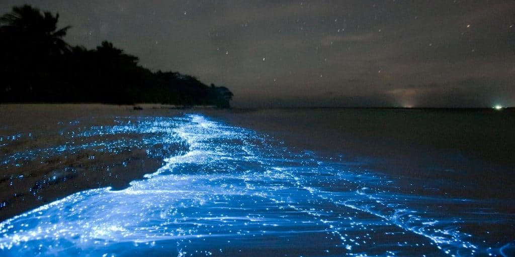 Plage avec bioluminescence