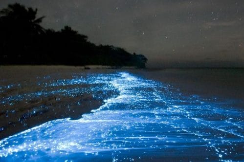 bioluminescence Costa Rica 