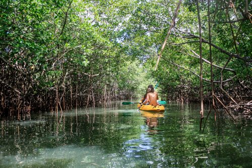 kayak mangrove 