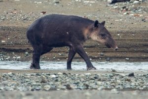 Tapir qui marche