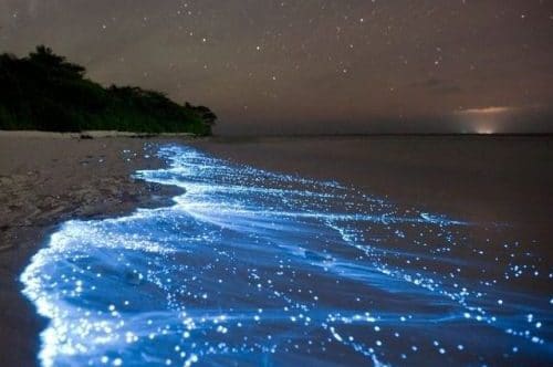 vague bioluminescente
