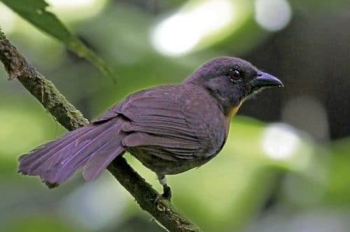 Black Cheeked ant Tanager