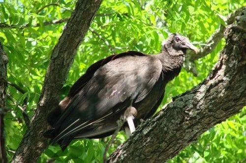 vautour a tete noire Costa Rica