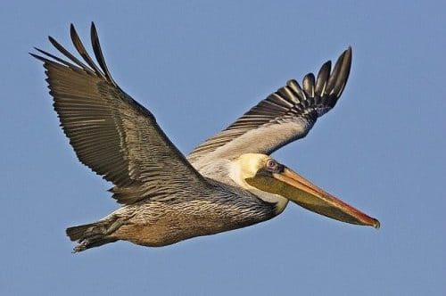 pelican brun Costa Rica