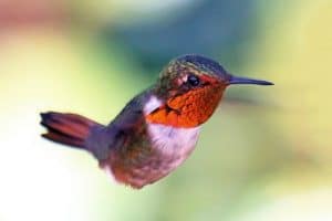 colibri scintillant