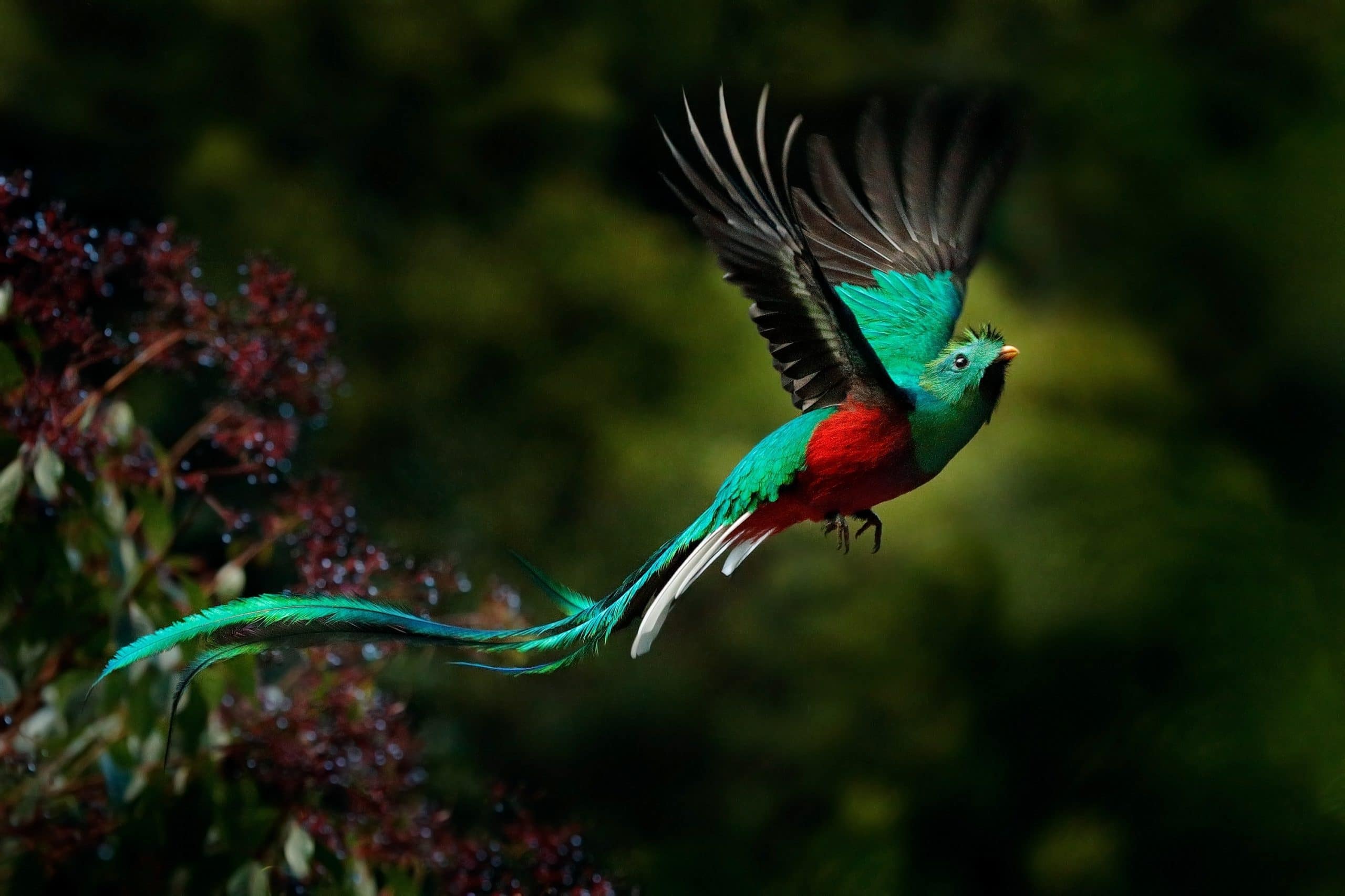 quetzal du Costa Rica 