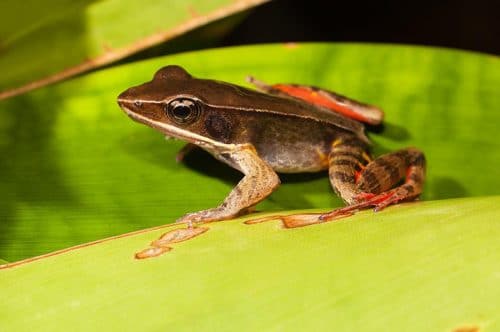 Les grenouilles et les crapauds au Costa Rica