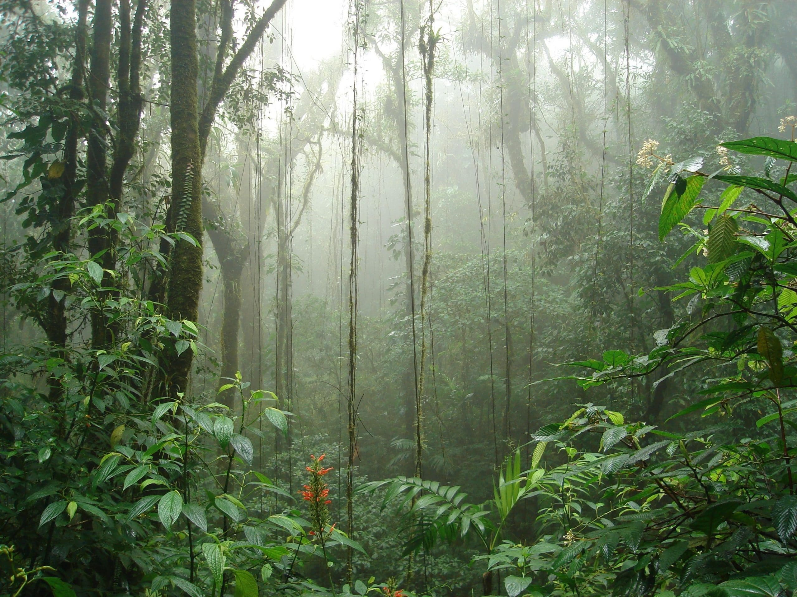reserve du Costa Rica 
