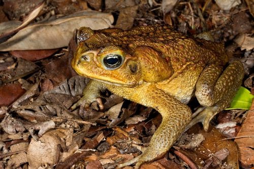 Les grenouilles et les crapauds au Costa Rica