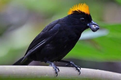 Tawny Cested Tanager