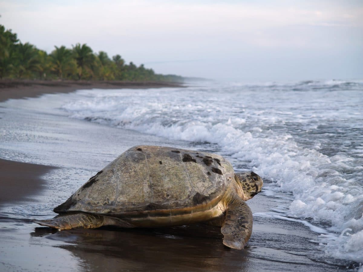 tortue de mer Costa Rica 