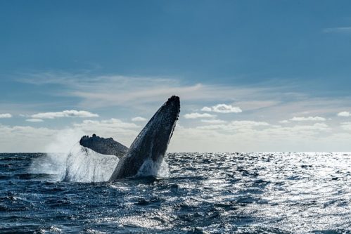 baleine 