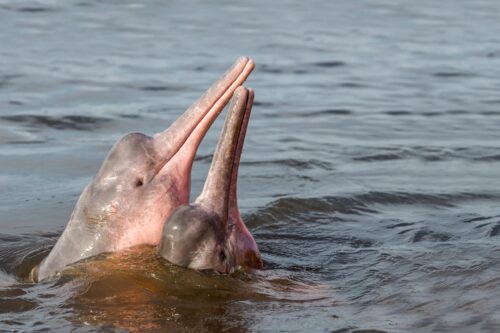 dauphins amazonie
