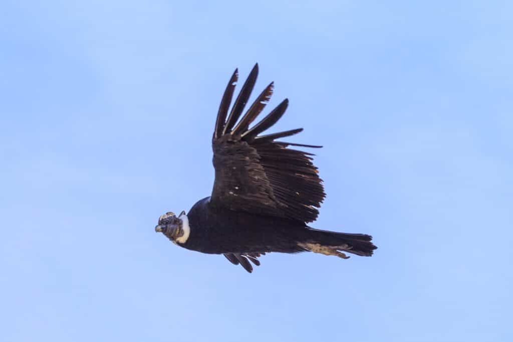 Condor des Andes 
