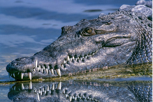 crocodile du Costa Rica