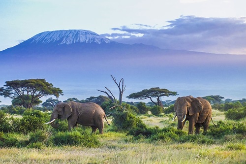 Mount-Kilimanjaro-National-Park