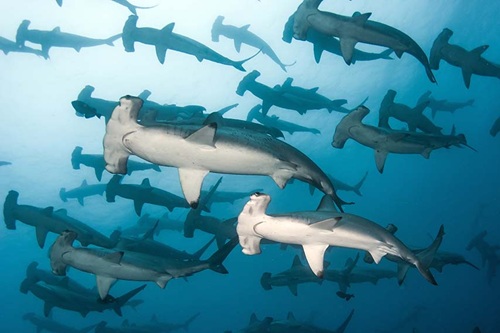 School,Of,Scalloped,Hammerheads