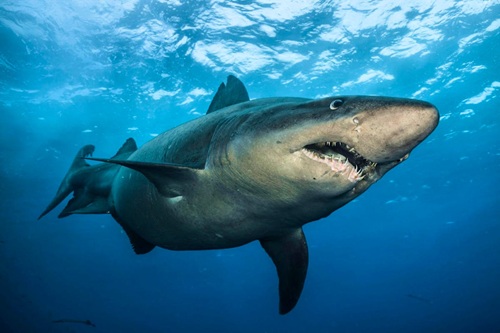 requin féroce