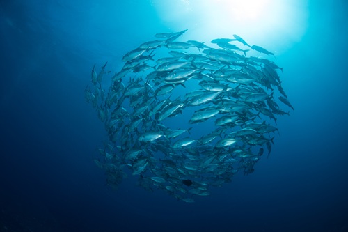 récif de corail